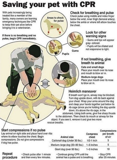 How to revive a dog